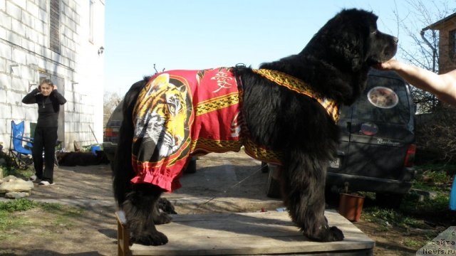 Фото: ньюфаундленд Фанньюф Улетная Девчонка (Funnewf Uletnaya Devchenka)