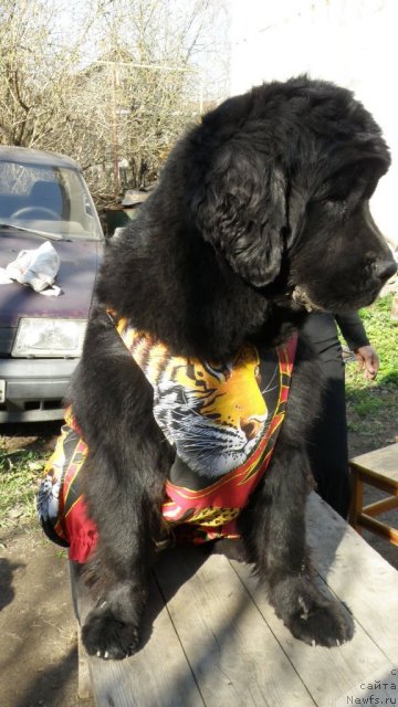 Фото: ньюфаундленд Фанньюф Улетная Девчонка (Funnewf Uletnaya Devchenka)