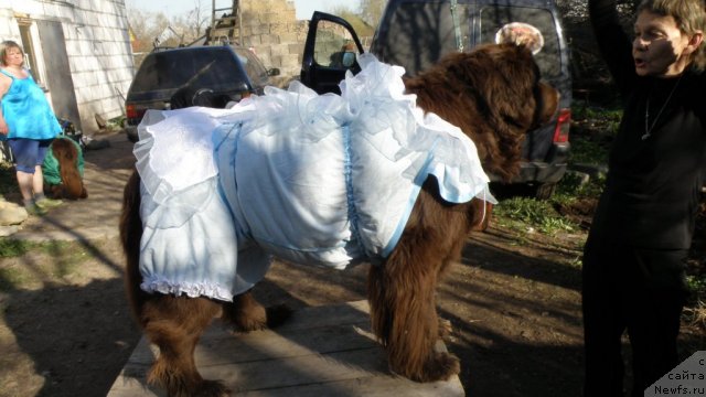Фото: ньюфаундленд Смигар Ришель Леди Фортуна (Smigar Rishel Lady Fortuna)