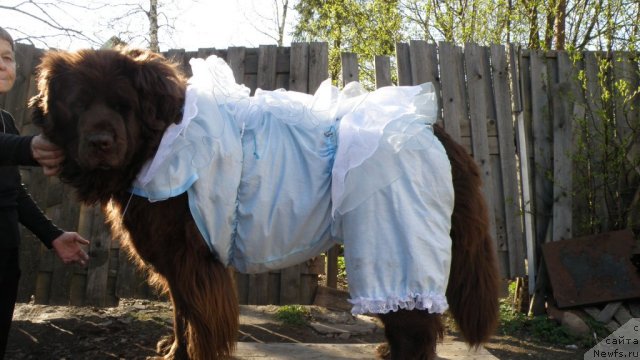 Фото: ньюфаундленд Смигар Ришель Леди Фортуна (Smigar Rishel Lady Fortuna)