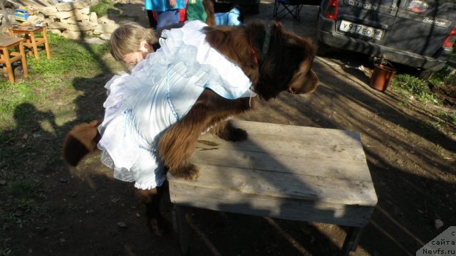 Фото: ньюфаундленд Смигар Ришель Леди Фортуна (Smigar Rishel Lady Fortuna)