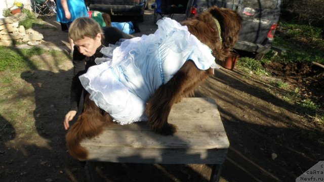 Фото: ньюфаундленд Смигар Ришель Леди Фортуна (Smigar Rishel Lady Fortuna)