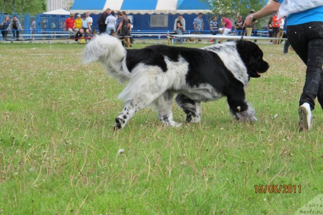 Фото: ньюфаундленд Плюшевая Панда Стиль-Санкт-Петербурга