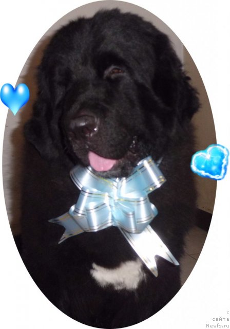 Фото: ньюфаундленд Питерньюф Чао-Какао