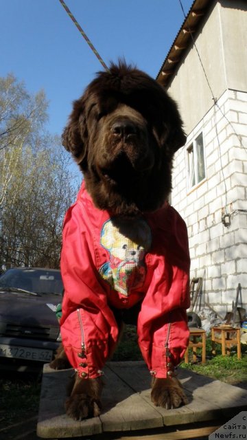 Фотография № 66537