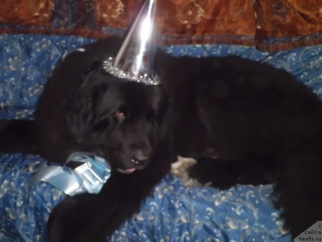 Фото: ньюфаундленд Питерньюф Чао-Какао