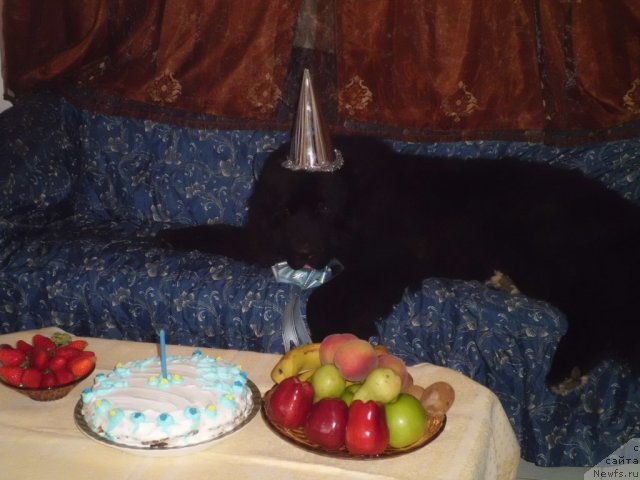 Фото: ньюфаундленд Питерньюф Чао-Какао