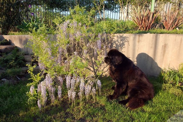 Фото: ньюфаундленд Потап Фидель