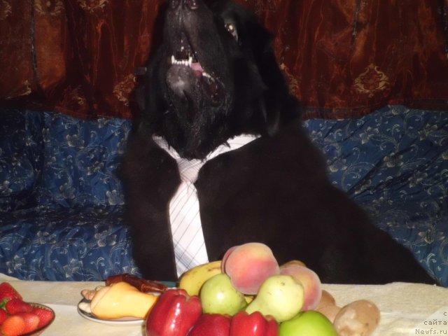 Фото: ньюфаундленд Питерньюф Чао-Какао