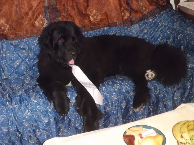 Фото: ньюфаундленд Питерньюф Чао-Какао