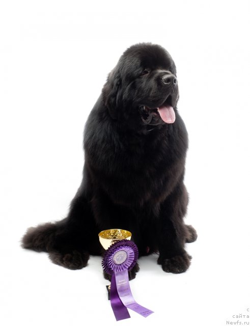 Фото: ньюфаундленд Акватория Келвин Килиманджаро (Aquatoriya Kelvin Kilimandzharo)