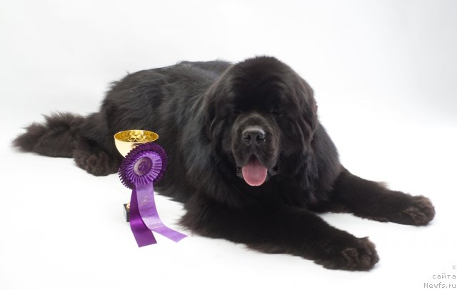 Фото: ньюфаундленд Акватория Келвин Килиманджаро (Aquatoriya Kelvin Kilimandzharo)