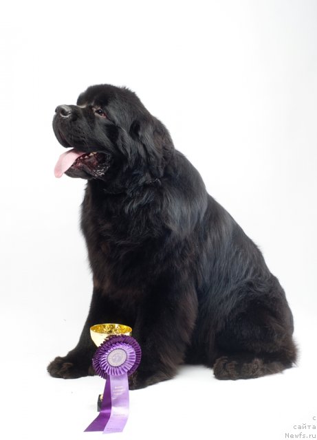 Фото: ньюфаундленд Акватория Келвин Килиманджаро (Aquatoriya Kelvin Kilimandzharo)