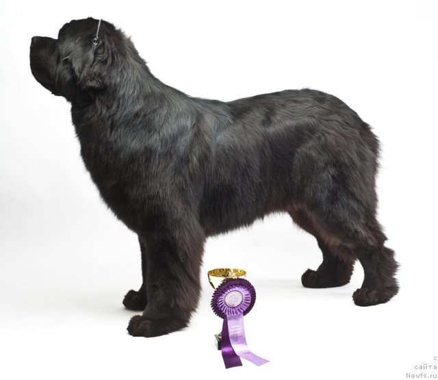 Фото: ньюфаундленд Акватория Келвин Килиманджаро (Aquatoriya Kelvin Kilimandzharo)