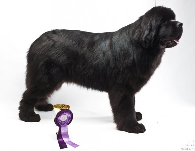 Фото: ньюфаундленд Акватория Келвин Килиманджаро (Aquatoriya Kelvin Kilimandzharo)