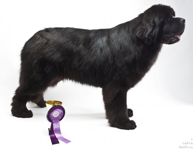 Фотография № 66558