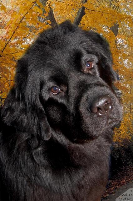 Фото: ньюфаундленд Бавария