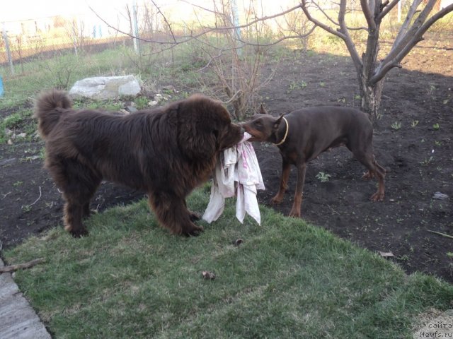 Фото: ньюфаундленд Повелитель Великих Озер