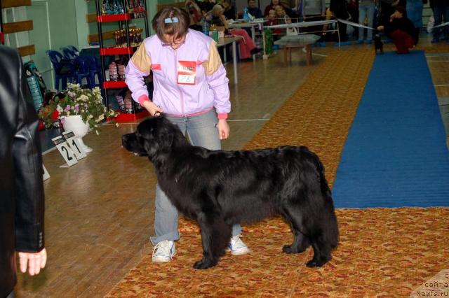 Фото: ньюфаундленд Бавария