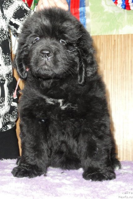 Фото: Бегущая по волнам ЗЕФИРИН ДРУЭН