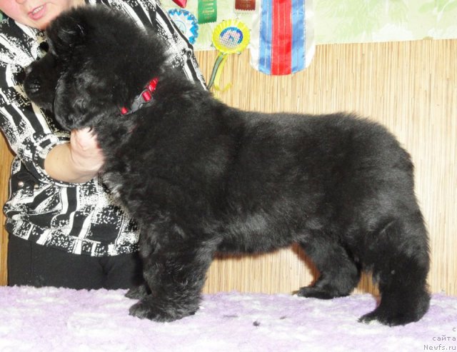 Фото: Бегущая по волнам ЗЕФИРИН ДРУЭН