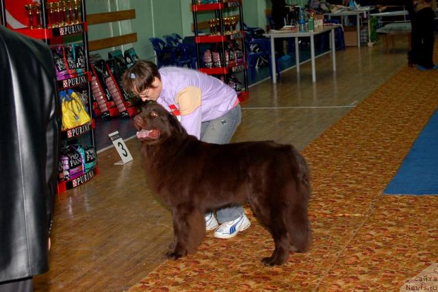Фото: ньюфаундленд Анжелика Богиня Грез