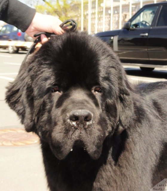 Фото: ньюфаундленд Бегущая по Волнам Сун ин Му Ханд (Beguschaya po Volnam Sun in My Hand)