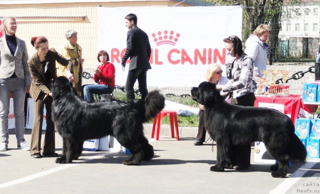 Фото: ньюфаундленд Акватория Келвин Килиманджаро (Aquatoriya Kelvin Kilimandzharo), ньюфаундленд Бегущая по Волнам Сун ин Му Ханд (Beguschaya po Volnam Sun in My Hand)