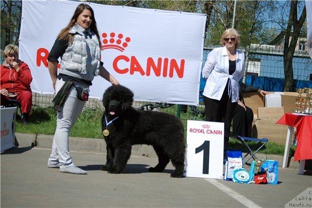 Фото: ньюфаундленд Смигар Гордон-Феллоу (Smigar Gordon Fellow)