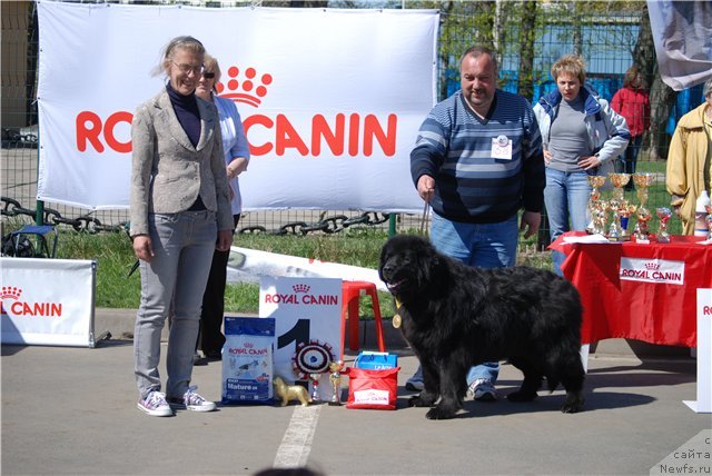 Фото: ньюфаундленд Смигар Талара