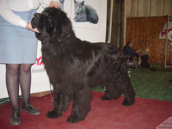 Фото: ньюфаундленд Lifeguard's American Style