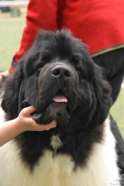 Фото: ньюфаундленд Супер Премиум Жодо Феролли (Super Premium Zhodo Ferolli)