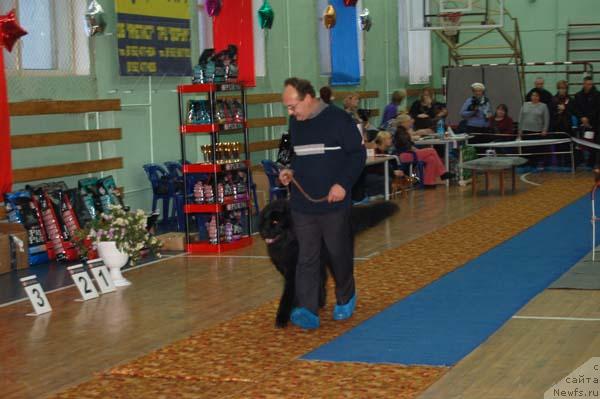 Фото: ньюфаундленд Тим