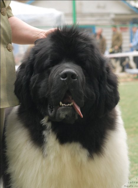 Фото: ньюфаундленд Супер Премиум Жодо Феролли (Super Premium Zhodo Ferolli)