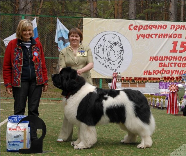 Фото: ньюфаундленд Супер Премиум Жодо Феролли (Super Premium Zhodo Ferolli)