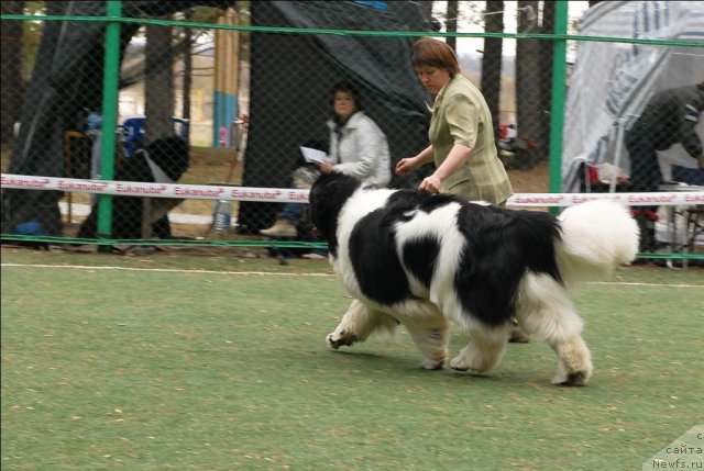 Фото: ньюфаундленд Супер Премиум Жодо Феролли (Super Premium Zhodo Ferolli)