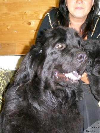 Фото: ньюфаундленд Смигар Ерика Северное Сияние (Smigar Erika Severnoe Siyanie)