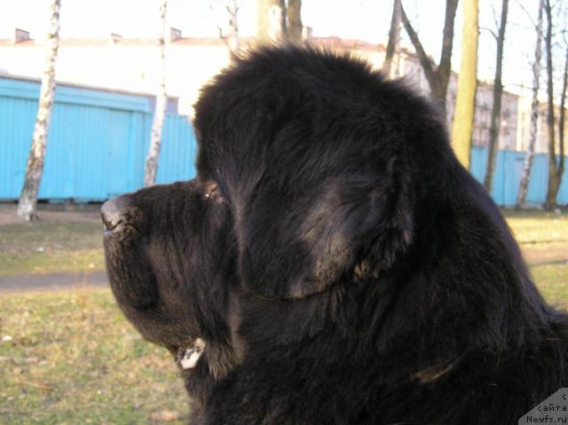 Фото: ньюфаундленд Смигар Иеремия Ивент Магик (Smigar Ieremiya Ivent Magik)