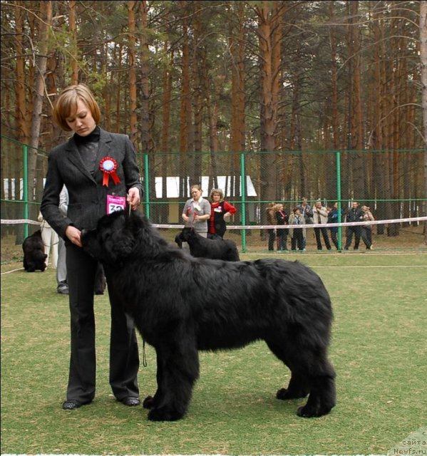Фото: ньюфаундленд Акватория Келвин Нозерн Спирит (Aquatoriya Kelvin Northern Spirit)