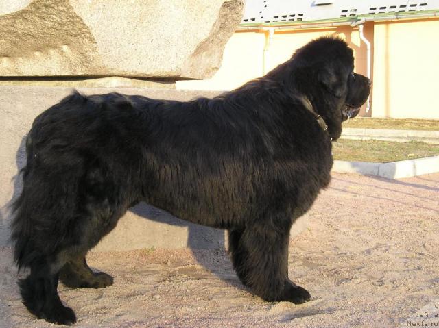 Фото: ньюфаундленд Смигар Иеремия Ивент Магик (Smigar Ieremiya Ivent Magik)