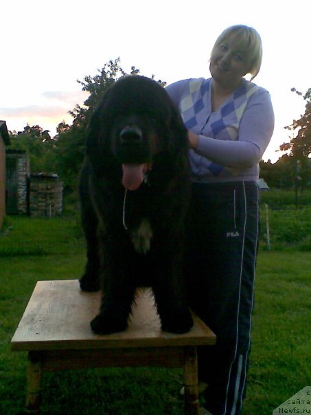 Фото: ньюфаундленд Norkros Vasco da Gama, Ирма Шпанагелене