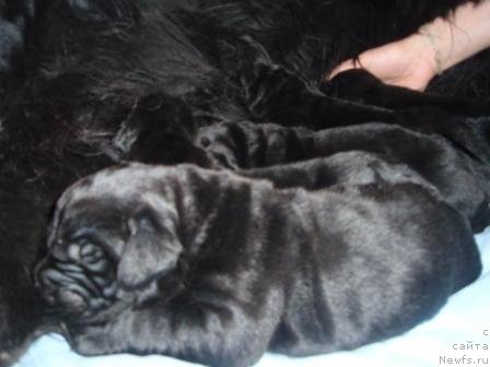 Фото: Щенки от, ньюфаундленд Богиня Сердца Моего, ньюфаундленд Newf Mermaid Denver