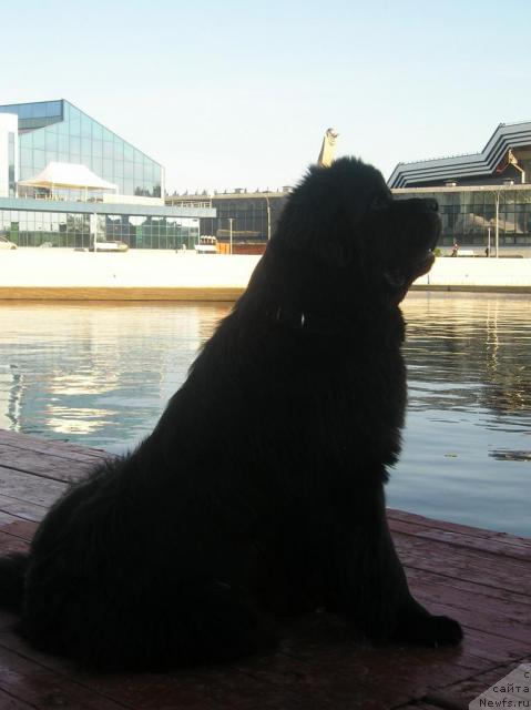 Фото: ньюфаундленд Смигар Иеремия Ивент Магик (Smigar Ieremiya Ivent Magik)