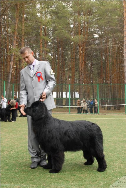 Фото: ньюфаундленд Их Высочество Вилана Блум (Ih Visochestvo Vilana Blum)