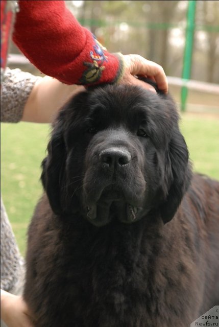 Фото: ньюфаундленд Маркиза Ангелов из Тихого Омута (Markiza Angelov iz Tihogo Omuta)