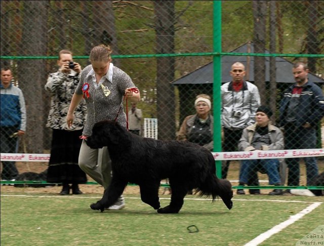 Фото: ньюфаундленд Маркиза Ангелов из Тихого Омута (Markiza Angelov iz Tihogo Omuta)