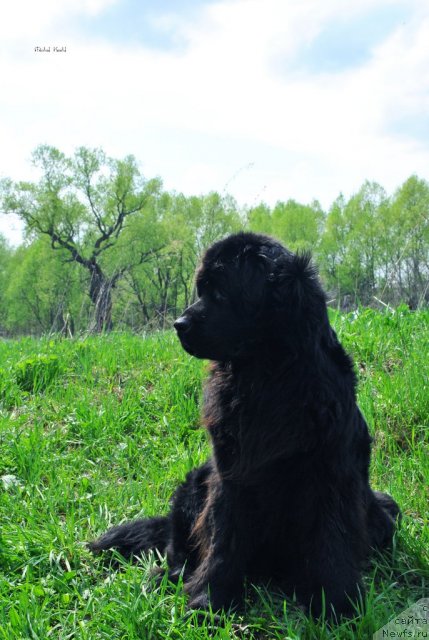 Фото: ньюфаундленд Норт Фэйс Икка Белль Арка