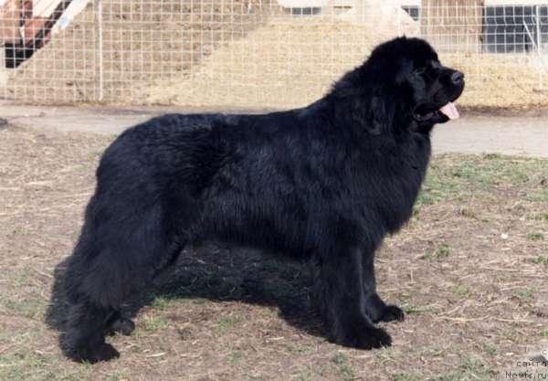 Фото: ньюфаундленд New-Fuur-Land's Eros