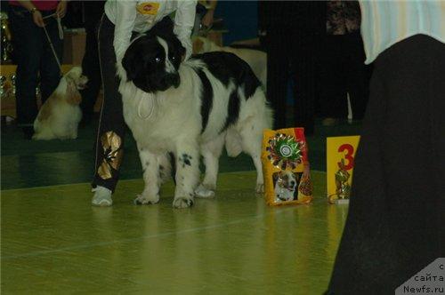 Фото: ньюфаундленд Маг Исполин Куликалон, Наталья Поведская