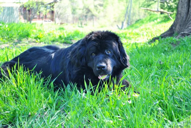 Фото: ньюфаундленд Норт Фэйс Икка Белль Арка